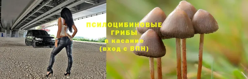 Псилоцибиновые грибы Magic Shrooms  где можно купить наркотик  blacksprut сайт  Алагир 